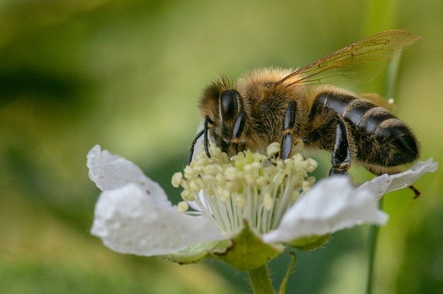 včela